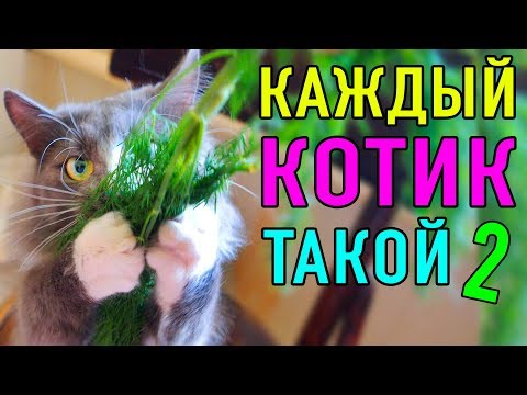 КАЖДЫЙ КОТИК ТАКОЙ 2 | ПАРОДИЯ Magic Pets