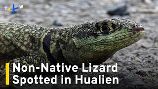 YouTube video thumbnail: Non-Native Amazon Lava Lizard Found in Hualien for First Time