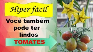 O que fazer para ter lindos tomates na Horta - técnica 2