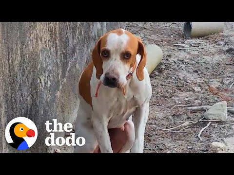 Lost Dog Gets Trapped In Concrete Pit For Days | The Dodo