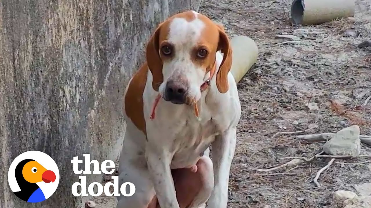 Lost Dog Gets Trapped In Concrete Pit For Days - The Dodo