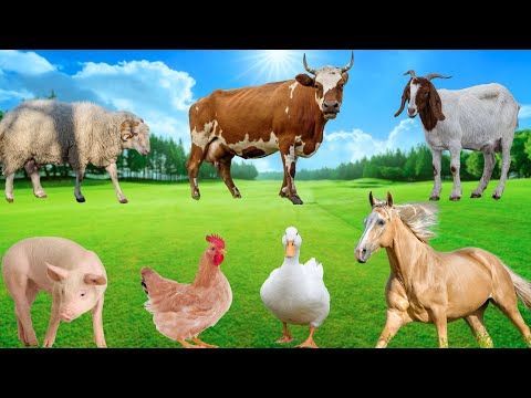 Benefits of Farm Animals - Sheep, Horses, Goats, Chickens, Cows, Ducks, Pigs - Familiar Animals