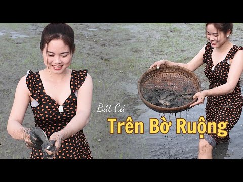 Bắt Cá Trên Bờ Ruộng