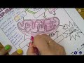 Final Exam Review: Cellular Respiration Insights
