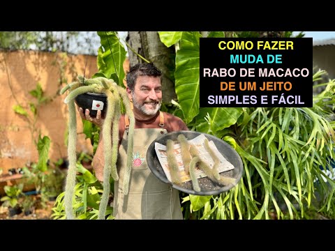 Como Fazer Muda Rabo de Macaco e Outros Cactos Simples e Fácil