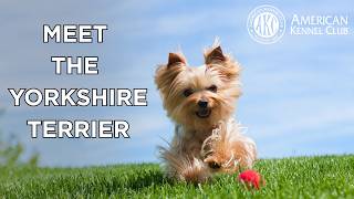 Meet the Yorkshire Terrier