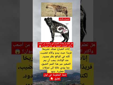 هل تعلم أن ولادة الضباع هي واحدة من أصعب وأكثر العمليات المؤلمة في عالم الحيوان؟ 😱