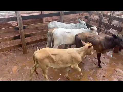 LOTE 32