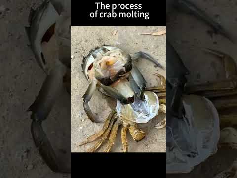 The process of crab molting