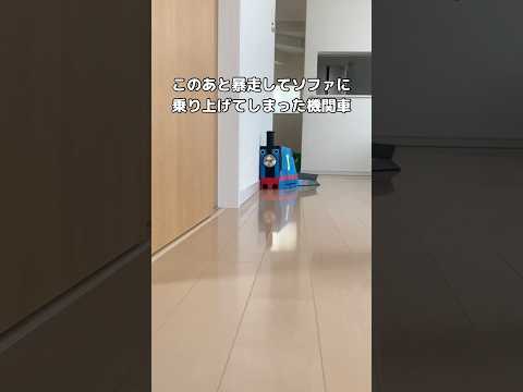 フレームアウト直後に暴走しソファに乗り上げてしまったためメンテナンスに出そうと思います #エキゾチックショートヘアー #トーマス #機関車