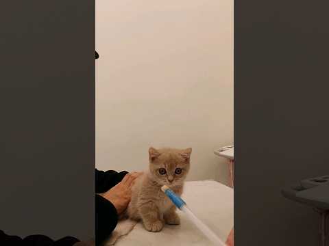 고양이 약 먹이는 방법 CAT MEDICATION