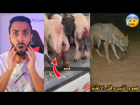 الذيب يهجم على ناس طالعين للبر واكل الغنم!!😱🔥