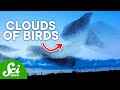 Understanding Starling Murmurations