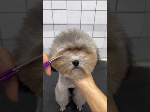 Doggy's eyes get closed because of his long hair