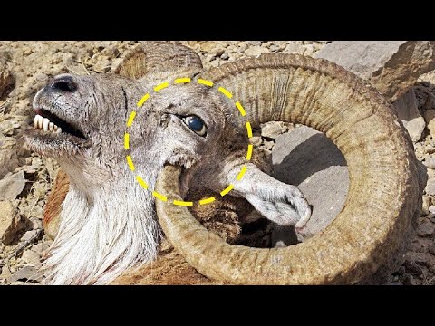 ANIMALI STRANI CHE SI UCCIDONO