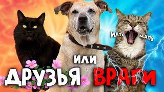 Кошка Мать встречается с Кузей и Боссом. Будет дружба или вражда? / SANI vlog