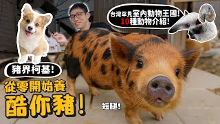 【從零開始養】酷你豬!豬界柯基!短腿迷你紐西蘭寵物豬!比水豚還小!台灣罕見的室內動物王國!10種動物介紹!留言抽門票!【許伯簡芝】
