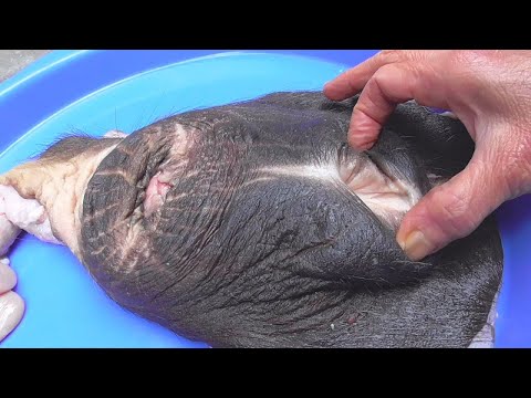 এসব কি হচ্ছে পৃথিবীতে ! এমন জিনিস আপনার কল্পনায় ও আসা সম্ভব না !