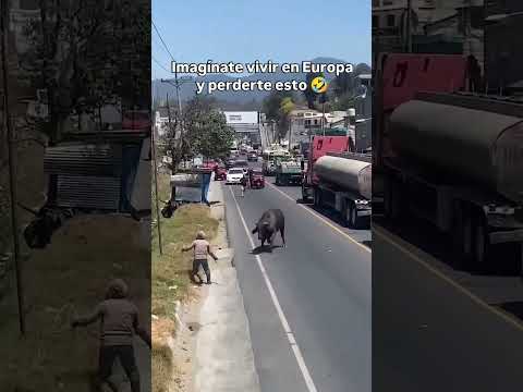 Agarren al toro