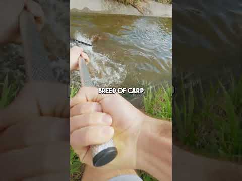 2 Super Rare Fish