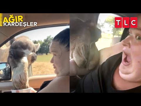 Amy'yi Deve Isırıyor! | Ağır Kardeşler