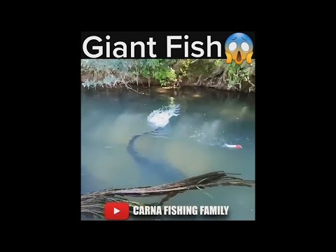 What's this Big Fish ?🎣 #fishing #bigfish #silure #shorts