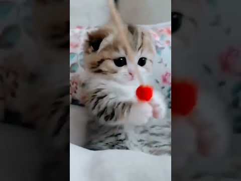 lovely kitten playing #monitization #shorts #subscribe #YouTube #viral #cat #kitten #animals #views