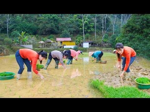 A Day Of Rice Planting Of Nhat and Everyone - How To Grow Rice Manually... My Bushcraft / Nhat