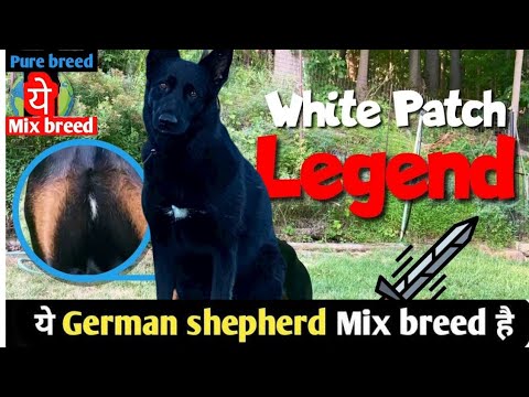 The WHITE SPOT on Your German Shepherd's Chest EXPLAINED!