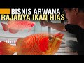 Arwana Fish Business Insights