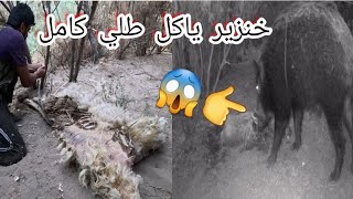 😱شاهد ماذا فعلت الخنازير في طلي😱 اثناء توثيق الافعى العملاقة الجزء الثالث 