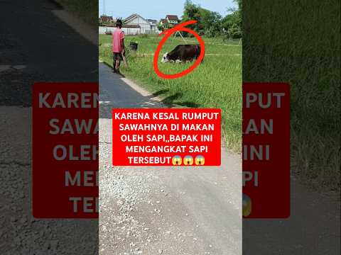 SEORANG PRIA MAMPU MENGANGKAT SAPI😱😱😱#viralvideo #fyp #sosial #trending #kejadiananeh