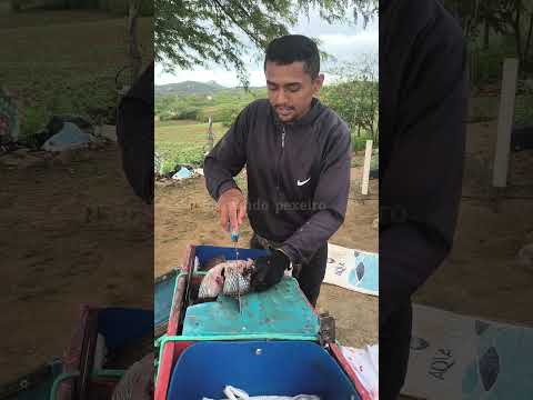 Porque tem que bater na cabeça do peixe #peixaria #pesca #peixe