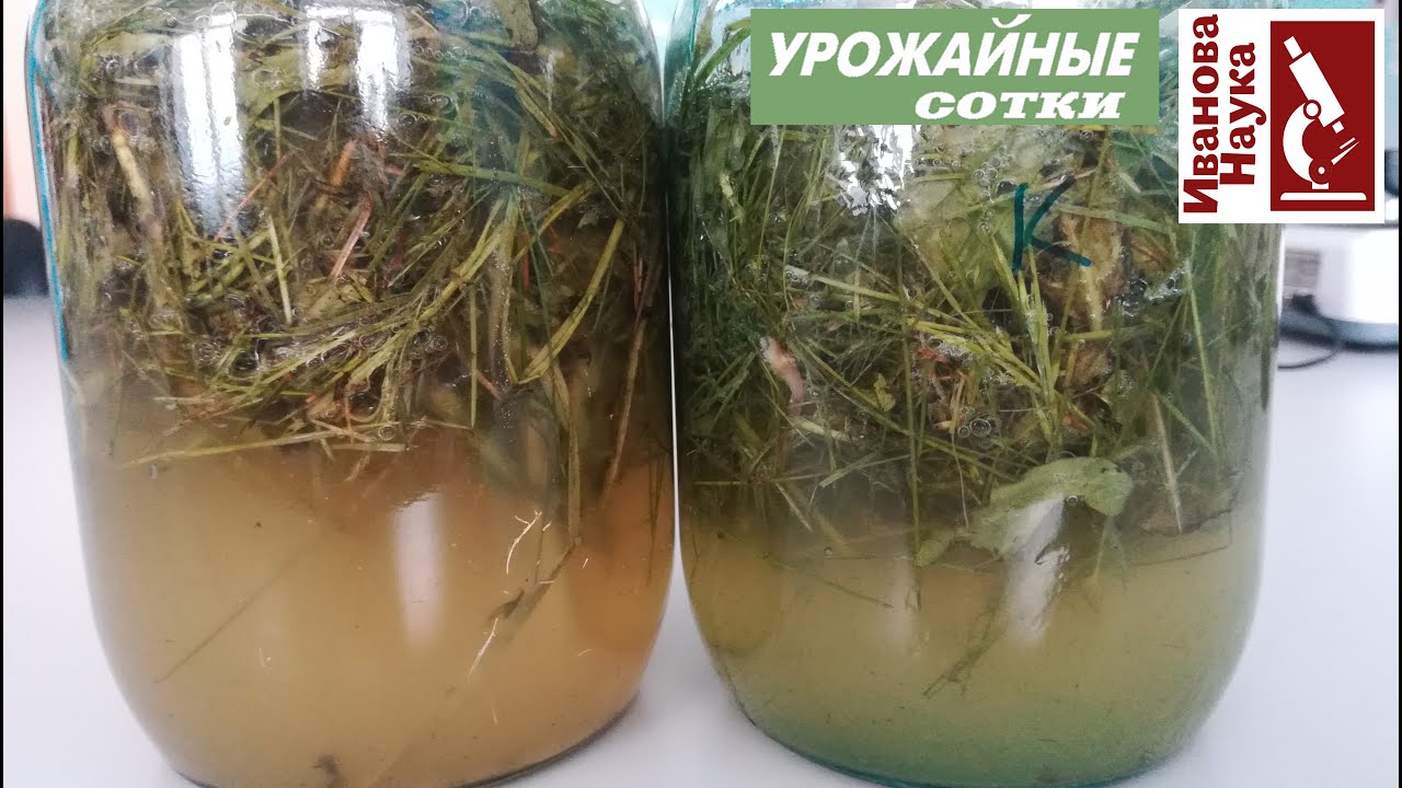Главный секрет лучшего натурального удобрения всех времен! Оптимизация рецепта зеленого удобрения