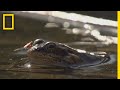 Frog Survival and Mosquito Behavior