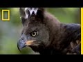 Water Chevrotain and Crowned Eagle