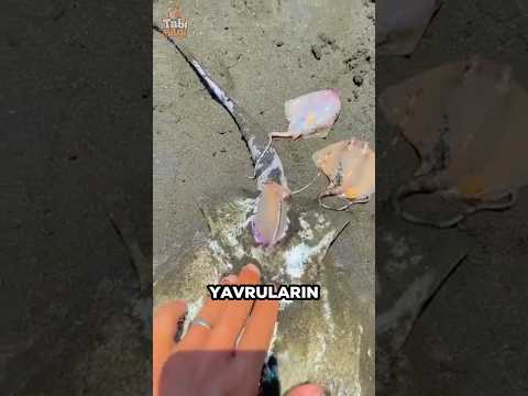 Bu Adam Ölü Bir Vatoza Doğum Yaptırdı 😢