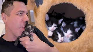 NASCERAM 9 GATINHOS AQUI EM CASA