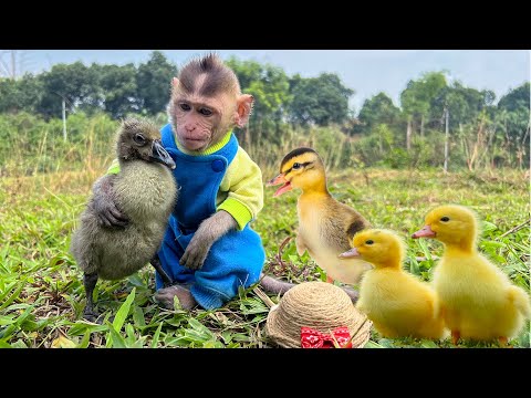 Monkey BoBo SAVES Duckling from Carnivorous Plant in EPIC Adventure | Animal Smart HT