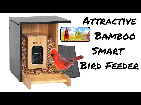 Birdfy Bamboo Mini Smart Bird Feeder Review