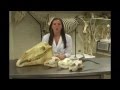 Animal Teeth and Their Functions
