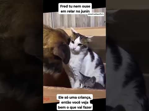 foi livramento kk #animal #animal #memes #humor #pets