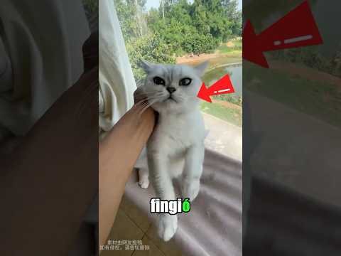 The cat tricked its owner.#pets #cat