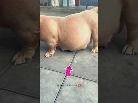 Essa é a Cachorrinha Grávida mais Fofa que já viu 🥰