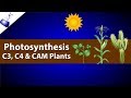 Photosynthesis Types and Adaptations