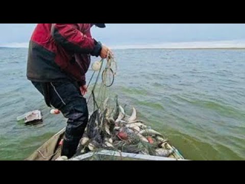 Ловля омуля не Байкальского, а Якутского!