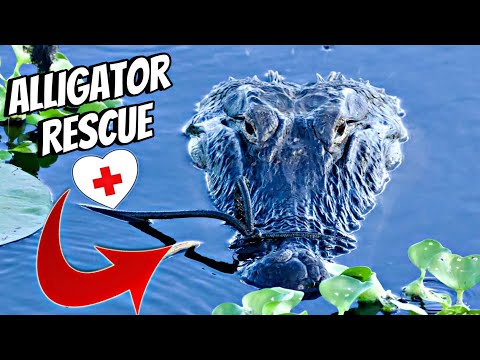 We Rescued 5 Alligators — One Had a Serious Bungee Cord Injury
