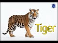 Understanding Tigers and Preferences