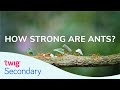 Understanding the Strength of Ants and the Square Cube Law
