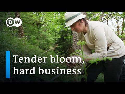 YouTube video thumbnail: Lucrative Flowers: Snowdrops from Georgia